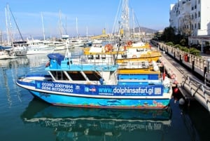 Gibraltar: Delfiinien katseluveneajelu