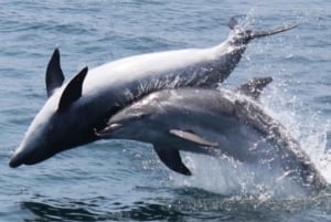 Gibilterra: Tour in barca per l'osservazione dei delfini