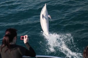 Gibraltar: Båttur med delfinskådning