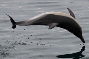 Gibraltar: Rondvaart dolfijnen kijken