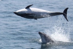 Gibraltar: Dolphin Watching Boat Tour