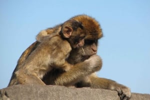 Ekspresowe zwiedzanie Gibraltaru przez cały dzień z Costa del Sol