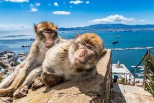 Gibraltar: Oficjalny karnet miejski z wycieczką po mieście, kolejką linową i nie tylko