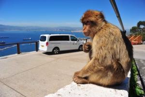 Gibraltar: Privat højdepunktstur med adgangsbilletter