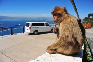 Gibraltar: Privat høydepunkttur med inngangsbilletter