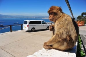 Gibraltar: Private Highlights Tour with Tickets and Transfer