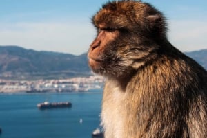 Shopping i Gibraltar: Fra Málaga og Costa del Sol