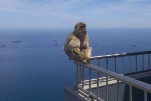 Shopping i Gibraltar: Fra Málaga og Costa del Sol