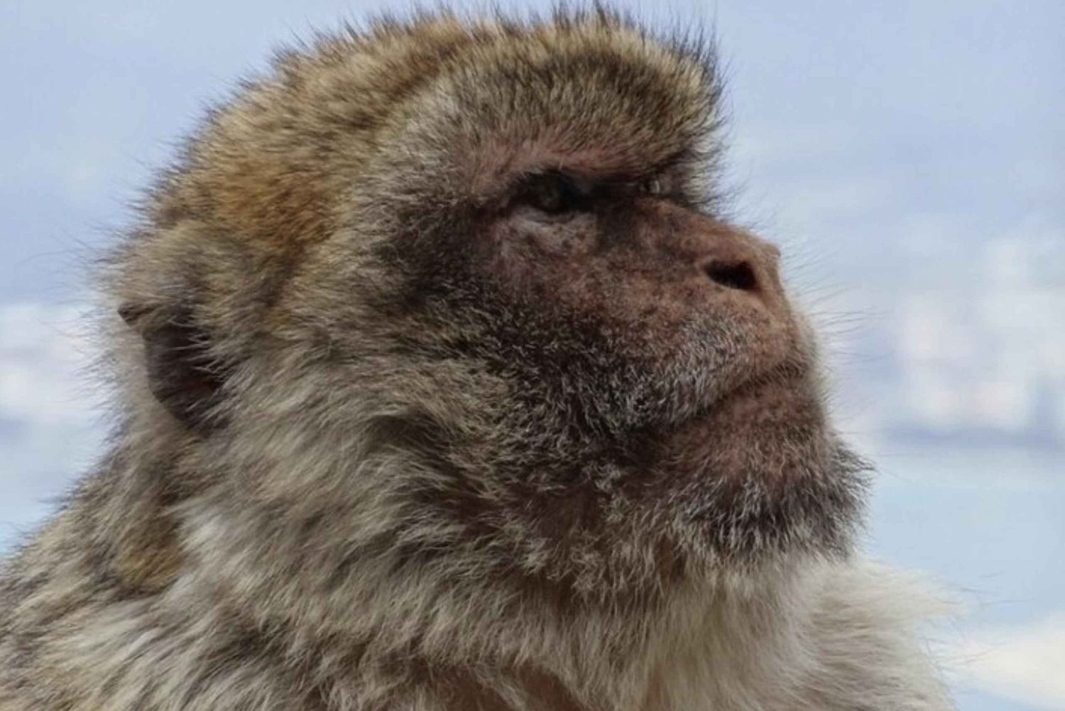 Gibraltarin rannikkoretki: Alkuperäinen Rock & Caves -kierros