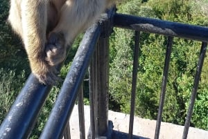 Bezienswaardigheden Gibraltar - Klassieke Rock Tour