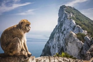 Fra Málaga/Torremolinos/Benalmádena: Dagstur til Gibraltar