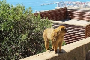 Från Málaga/Torremolinos/Benalmádena: Dagsutflykt till Gibraltar