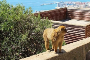 Gibraltar Tour from Málaga/Torremolinos/Benalmádena