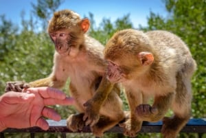 Gibraltar : visite d'une jounée privée ultime