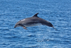 Segeltörn durch die Bucht von Gibraltar, Schiffe, Delfinbeobachtung, Tapas, Getränke