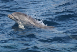 Segeltörn durch die Bucht von Gibraltar, Schiffe, Delfinbeobachtung, Tapas, Getränke
