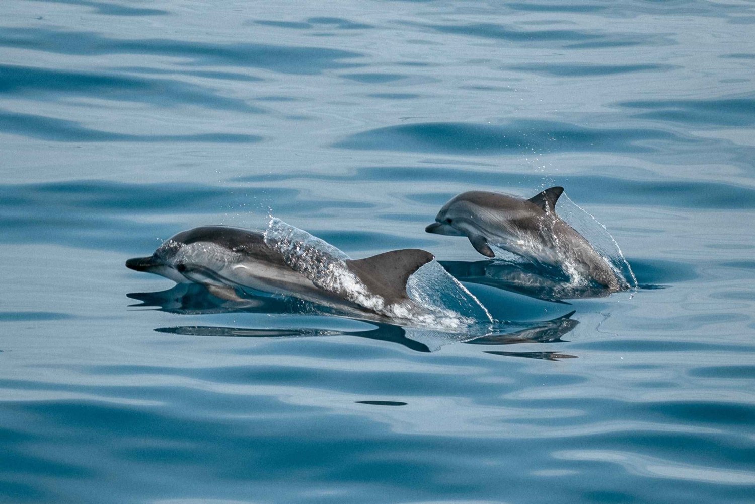 Sotogrande: Delphinbeobachtung Bootsfahrt mit Getränk