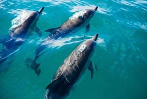 Sotogrande: Delfin-sejltur med drink