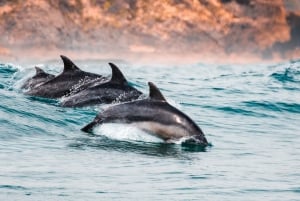 Sotogrande: Excursión en barco para avistar delfines con bebida