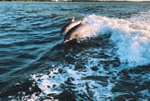 Sotogrande: Delphinbeobachtung Bootsfahrt mit Getränk
