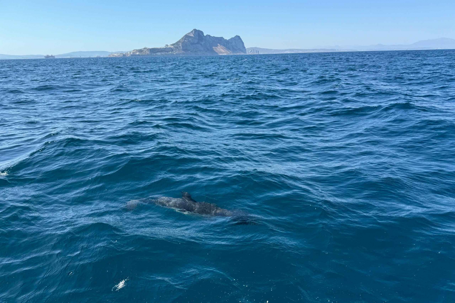 Sotogrande: Sogrande: Delfiinien tarkkailu asiantuntijaryhmän kanssa