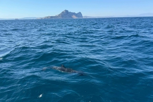 Sotogrande: Sogrande: Delfiinien tarkkailu asiantuntijaryhmän kanssa