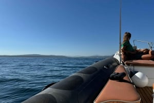 Sotogrande: Sogrande: Delfiinien tarkkailu asiantuntijaryhmän kanssa