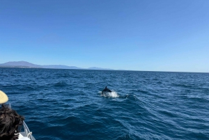 Sotogrande: Sogrande: Delfiinien tarkkailu asiantuntijaryhmän kanssa