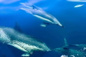 Sotogrande: Sogrande: Delfiinien tarkkailu asiantuntijaryhmän kanssa