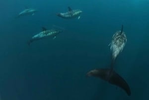 Sotogrande: Sogrande: Delfiinien tarkkailu asiantuntijaryhmän kanssa