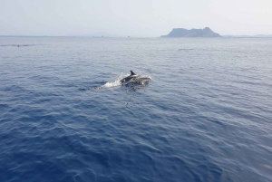 Sotogrande: Sogrande: Delfiinien tarkkailu asiantuntijaryhmän kanssa