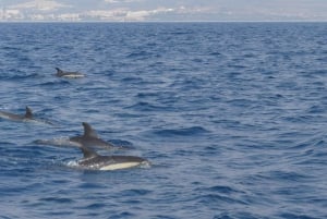 Sotogrande: Sogrande: Delfiinien tarkkailu asiantuntijaryhmän kanssa