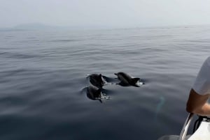 Sotogrande: Sogrande: Delfiinien tarkkailu asiantuntijaryhmän kanssa