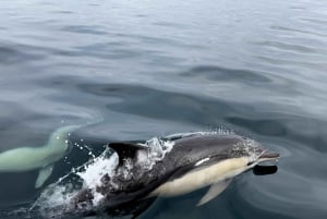 Sotogrande: Sogrande: Delfiinien tarkkailu asiantuntijaryhmän kanssa