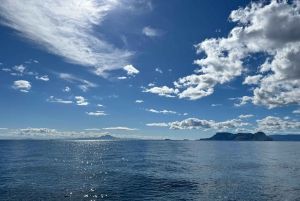 Sotogrande: Sogrande: Delfiinien tarkkailu asiantuntijaryhmän kanssa