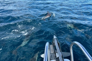 Sotogrande: Sogrande: Delfiinien tarkkailu asiantuntijaryhmän kanssa