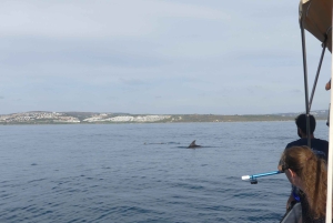Sotogrande: Sogrande: Delfiinien tarkkailu asiantuntijaryhmän kanssa