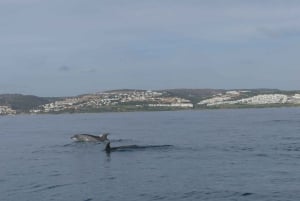 Sotogrande: Sogrande: Delfiinien tarkkailu asiantuntijaryhmän kanssa