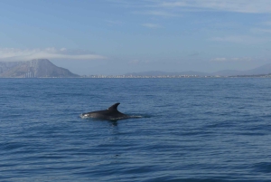 Sotogrande: Sogrande: Delfiinien tarkkailu asiantuntijaryhmän kanssa
