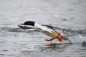 Beginners Wildlife Photography Workshop