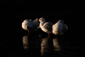 Beginners Wildlife Photography Workshop