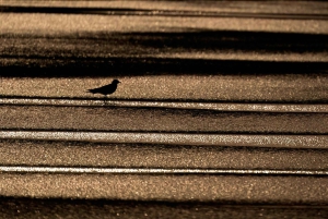 Workshop for begyndere i naturfotografering