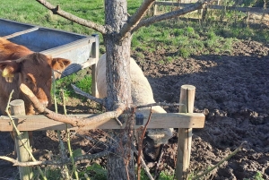 Tagestour durch Schottland Highlights