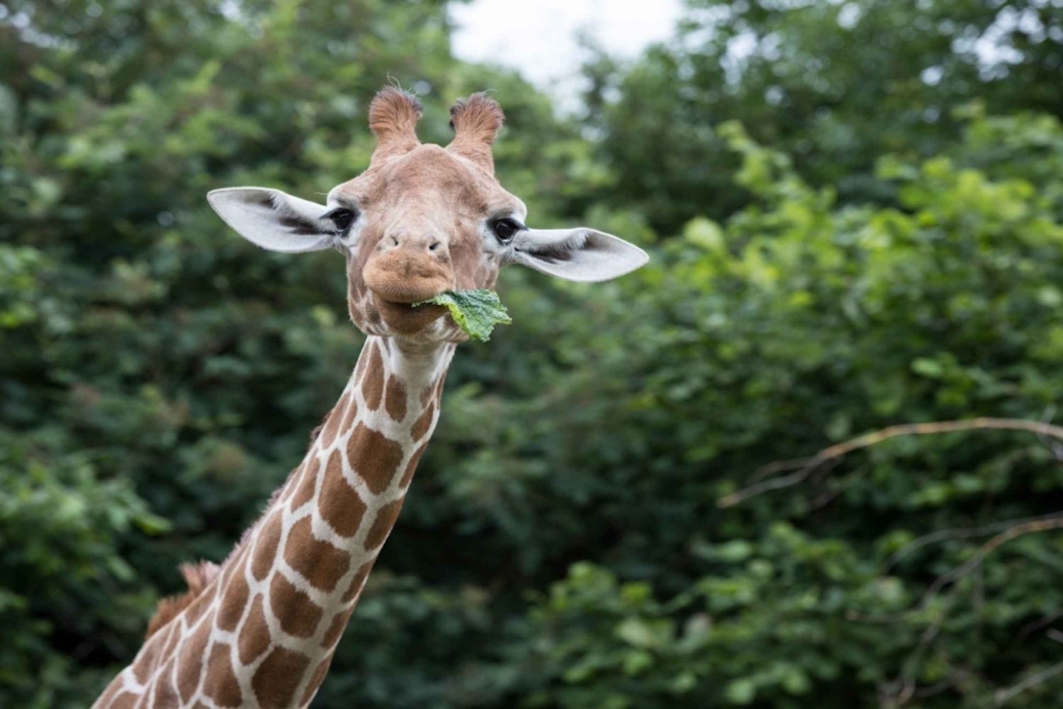 Dunstable: Whipsnade Zoo Full-Day Entrance Ticket