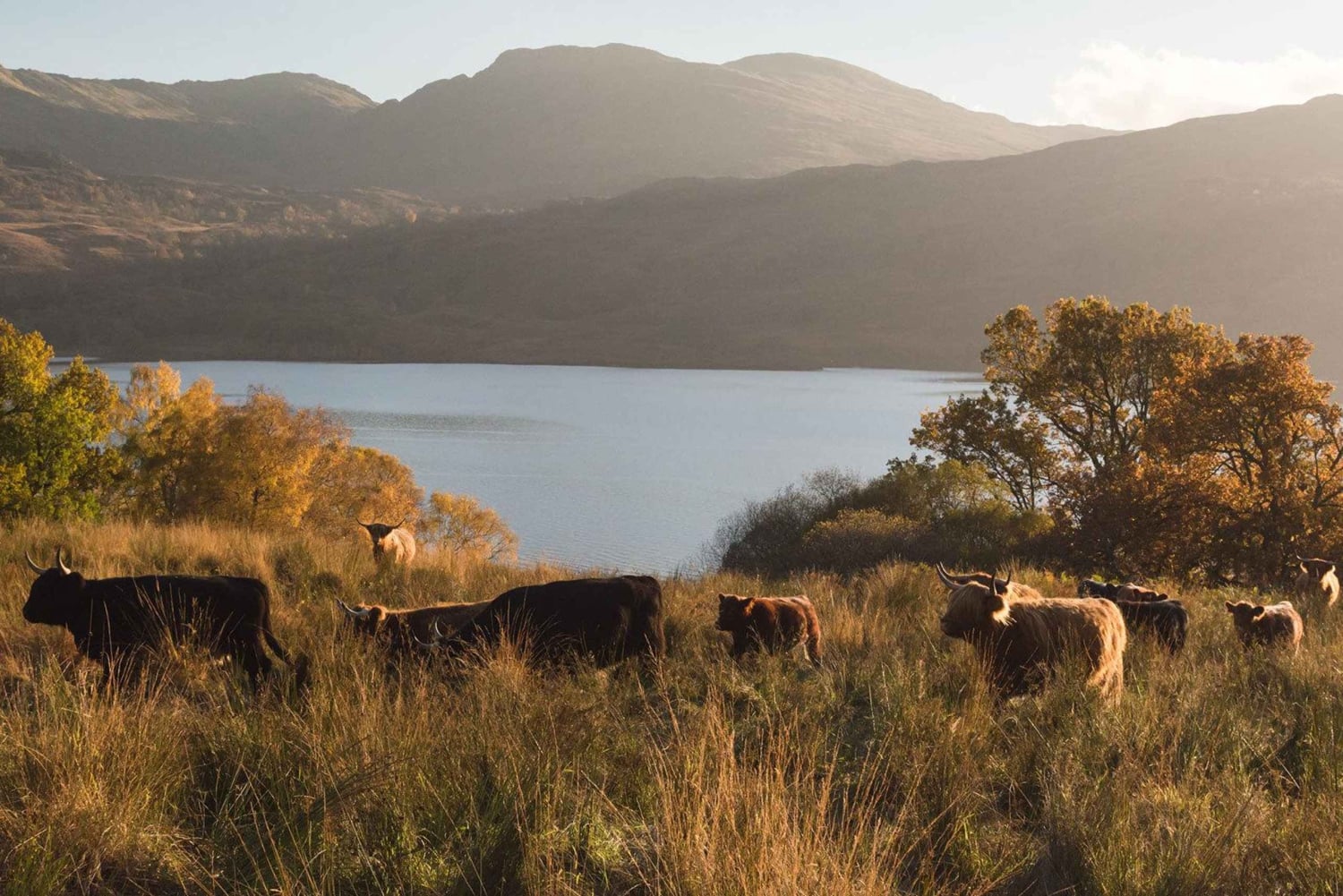 From Edinburgh: Glasgow & Scottish lakes Spanish Tour