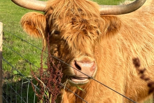 Vanuit Edinburgh: Stirling Castle, Loch Lomond & Whisky Tour