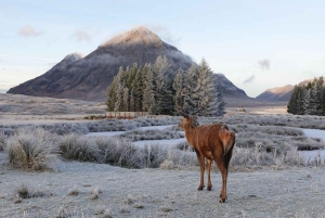 Vanuit Glasgow: dagtour naar Oban, Glencoe en de Hooglanden