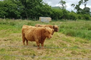 From Glasgow: Scotland Sightseeing Tour Shore Excursion