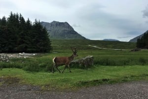 グラスゴーグレンコー、シーニックウォーク＆スコットランド・ハイランドツアー