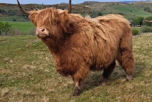 Glasgow: Highland Cow Trailer Tour with home baking